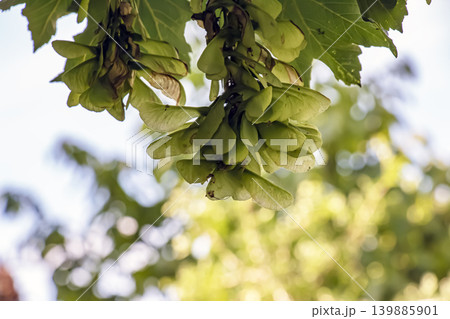 Acer pseudoplatanus tree with spring foliage in Nitra botanical garden Acer pseudoplatanus tree with spring foliage in Nitra botanical garden 139885901
