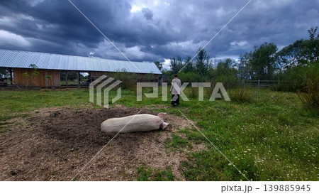 Domestic pig resting in a muddy enclosure on a farm, animal husbandry scene, rural livestock life. Domestic pig resting in a muddy enclosure on a farm, animal husbandry scene, rural livestock life. 139885945