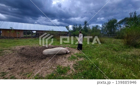 White domestic pig standing in an outdoor farm pen, animal husbandry scene, rural livestock agriculture. White domestic pig standing in an outdoor farm pen, animal husbandry scene, rural livestock agriculture. 139885946