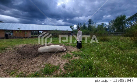 Domestic pig lying in an outdoor dirt pen, traditional animal farming, rural livestock husbandry. Domestic pig lying in an outdoor dirt pen, traditional animal farming, rural livestock husbandry. 139885947