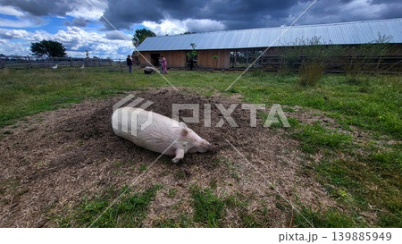 Domestic pig lying in the dirt at a rural farm, animal husbandry scene, livestock agricultural life. Domestic pig lying in the dirt at a rural farm, animal husbandry scene, livestock agricultural life. 139885949