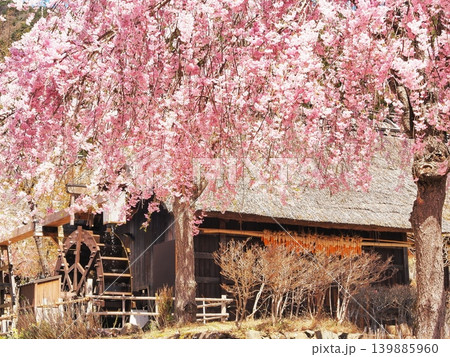 山梨県 しだれ桜と水車のある茅葺き屋根の古民家 4月 山梨県 しだれ桜と水車のある茅葺き屋根の古民家 4月 139885960