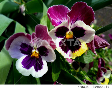 紫と白のコントラストが美しいパンジーの花 紫と白のコントラストが美しいパンジーの花 139886215