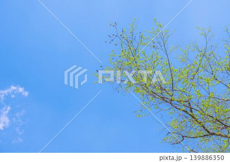 新緑と青空 新緑と青空 139886350