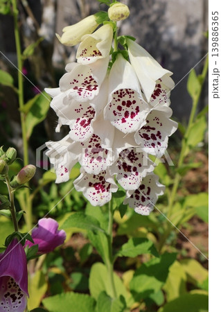 花壇に咲く種から育てたジギタリス 花壇に咲く種から育てたジギタリス 139886365