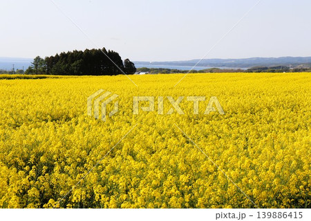 菜の花畑の絨毯 青森県 横浜町 陸奥横浜 菜の花畑の絨毯 青森県 横浜町 陸奥横浜 139886415