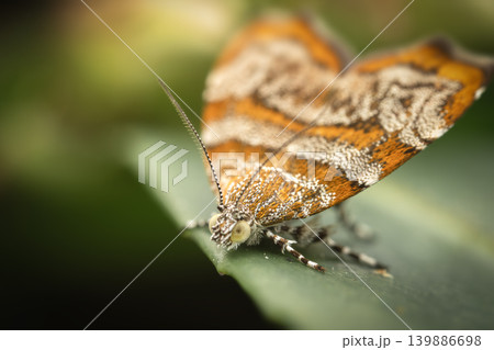 Metalmark Moth Metalmark Moth 139886698