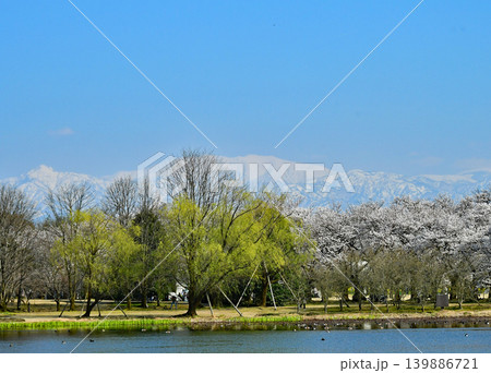 富山市　春爛漫　富山県中央植物園と残雪の立山連峰 139886721