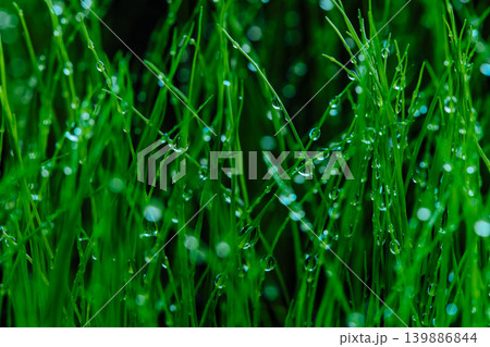 Wet green grass closeup view Wet green grass closeup view 139886844