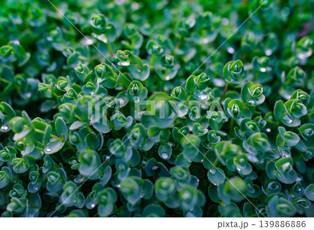 Green groundcover plant close-up view Green groundcover plant close-up view 139886886