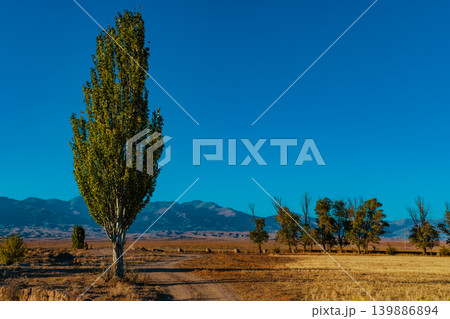 Autumn landscape with poplars in mountains, Kyrgyzstan 139886894