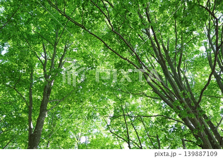 春のブナ林の若葉の風景2 春のブナ林の若葉の風景2 139887109