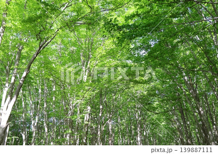 春のブナ林の若葉の風景4 139887111