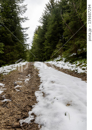Narrow forest path leading through tall pine trees in a quiet Bavarian woodland, ideal for hiking and nature travel themes. Narrow forest path leading through tall pine trees in a quiet Bavarian woodland, ideal for hiking and nature travel themes. 139887294
