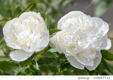 初夏に咲く白いシャクヤクの花 初夏に咲く白いシャクヤクの花 139887312