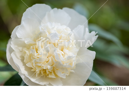 初夏に咲く白いシャクヤクの花 初夏に咲く白いシャクヤクの花 139887314