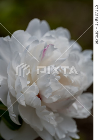 初夏に咲く白いシャクヤクの花 139887315