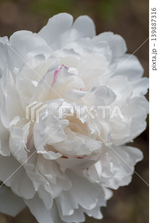 初夏に咲く白いシャクヤクの花 初夏に咲く白いシャクヤクの花 139887316