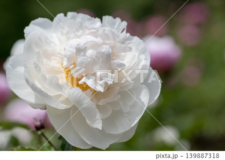 初夏に咲く白いシャクヤクの花 初夏に咲く白いシャクヤクの花 139887318