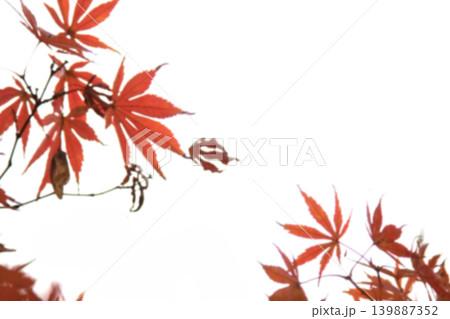 Abstract blur Beautiful Colorful maple Leaves on the tree with copy space,abstract blur background Abstract blur Beautiful Colorful maple Leaves on the tree with copy space,abstract blur background 139887352