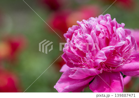 初夏に咲くシャクヤクの花 初夏に咲くシャクヤクの花 139887471