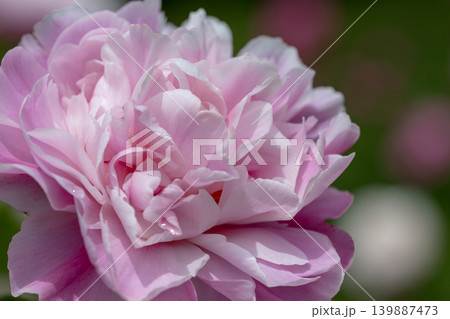 初夏に咲くシャクヤクの花 初夏に咲くシャクヤクの花 139887473