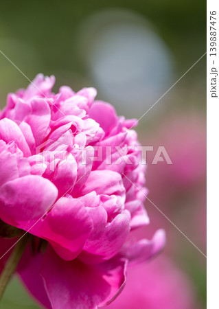 初夏に咲くシャクヤクの花 139887476