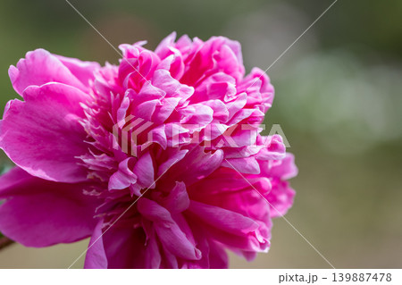 初夏に咲くシャクヤクの花 初夏に咲くシャクヤクの花 139887478