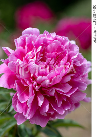 初夏に咲くシャクヤクの花 139887480