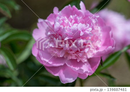 初夏に咲くシャクヤクの花 初夏に咲くシャクヤクの花 139887481