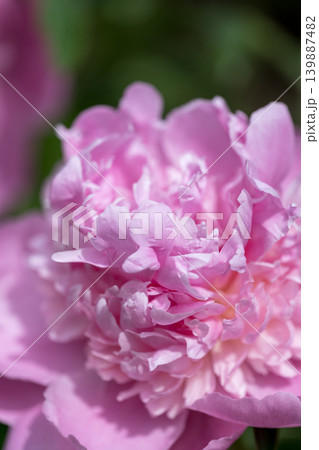 初夏に咲くシャクヤクの花 初夏に咲くシャクヤクの花 139887482