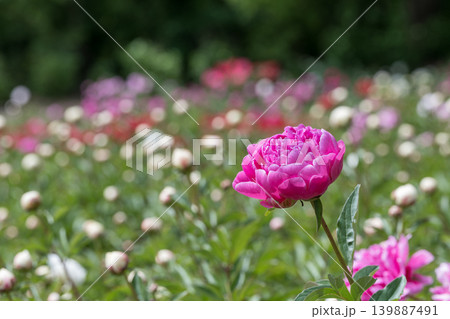 初夏に咲くシャクヤクの花 初夏に咲くシャクヤクの花 139887491
