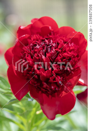 初夏に咲くシャクヤクの花 139887508