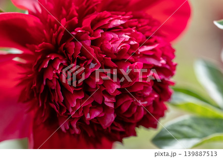 初夏に咲くシャクヤクの花 初夏に咲くシャクヤクの花 139887513