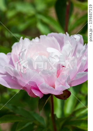 初夏に咲くシャクヤクの花 初夏に咲くシャクヤクの花 139887519