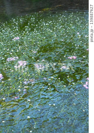 醒ヶ井の梅花藻 139887627