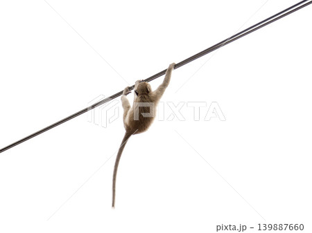 Monkey swinging on rope isolated on white background with copy space Monkey swinging on rope isolated on white background with copy space 139887660