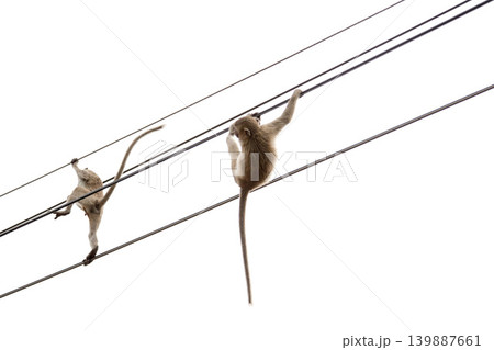 Monkey swinging on rope  isolated on white background  with copy space 139887661