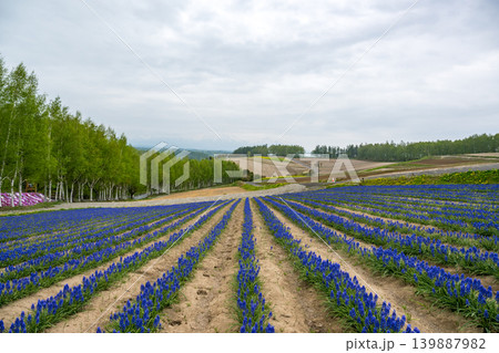 五月の北海道 五月の北海道 139887982