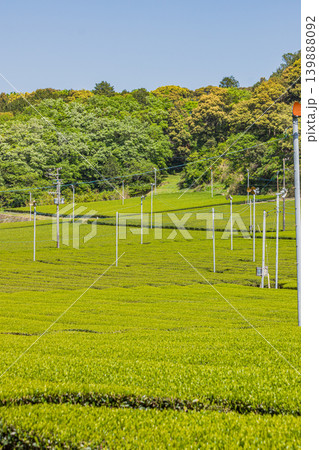 袋井市の三川の茶畑の風景(静岡県) 袋井市の三川の茶畑の風景(静岡県) 139888092
