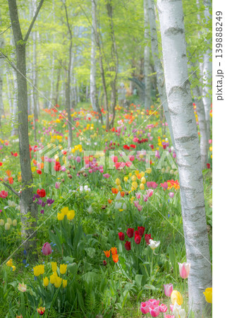 五月の北海道 五月の北海道 139888249
