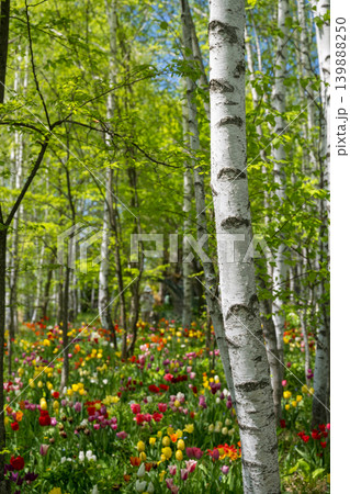 五月の北海道 五月の北海道 139888250