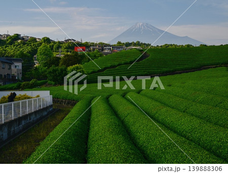 茶畑から見える美しい秀峰富士 139888306
