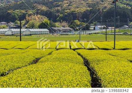 袋井市の三川の茶畑の風景(静岡県) 袋井市の三川の茶畑の風景(静岡県) 139888342