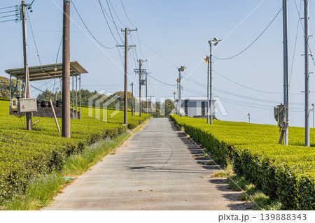 袋井市の三川の茶畑の風景(静岡県) 袋井市の三川の茶畑の風景(静岡県) 139888343
