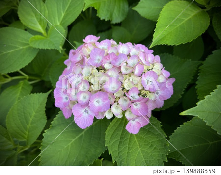 梅雨に咲くピンク色の紫陽花 139888359