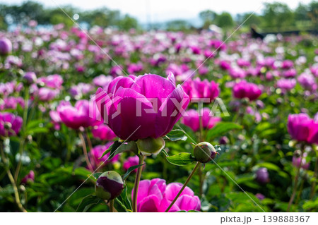 初夏に咲くシャクヤクの花 139888367