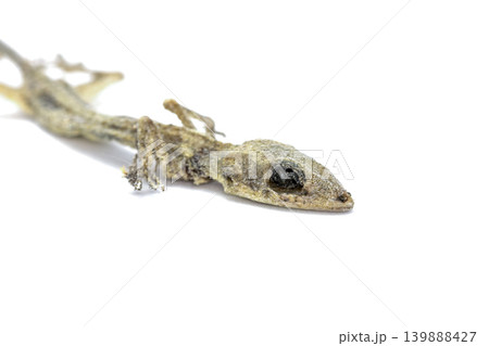 death lizard skeleton on white background death lizard skeleton on white background 139888427