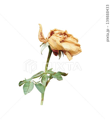 withering roses isolated on white background withering roses isolated on white background 139888433