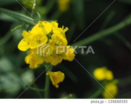 菜の花 菜の花 139888585